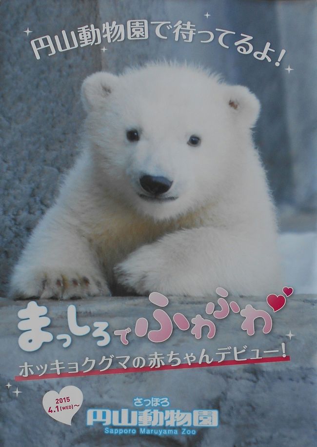 5月の北海道 札幌 円山動物園の白くまの赤ちゃんにご対面 札幌 北海道 の旅行記 ブログ By Higashimachiさん フォートラベル 5月の北海道 札幌 円山動物園の白くまの赤ちゃんにご対面 札幌 北海道 の旅行記 ブログ By Higashimachiさん フォートラベル