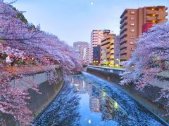 2015 APR 東京を代表する日本庭園「椿山荘」＋江戸川公園の桜