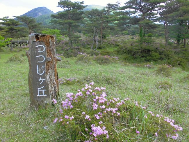 見ごろとのニュースを聞き，えびの高原へと早速出かけました。平日にもかかわらず人が多かったです。高原のミヤマキリシマは可憐でした。遊歩道が整備されているので，散策も快適でした。