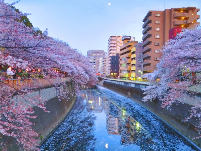 【表紙の写真】神田川（江戸川公園）沿いの桜並木<br /><br />明治政府の重鎮・山縣有朋によって形づくられた庭園<br />隣接のホテルは、一時期、フォーシーズンズだったけれども、<br />気づいた時にはその冠が外れてました<br /><br />庭園の中の桜の量としては、さほどではないと思いますが、<br />やっぱり日本庭園ならではの風情があります。<br /><br />ちなみに、目の前の神田川沿いの江戸川公園・新江戸川公園には、<br />川岸にそって桜がずらっと植樹され、都内でも有数の名所となってます<br /><br />桜の次は、ホタルの季節にでも行ってみよう！