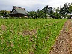 学問の神様を祀る吉ゾウのある長福寿寺、紅花祭り！