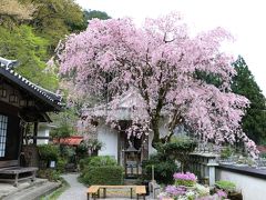 徳蔵寺の枝垂れ桜