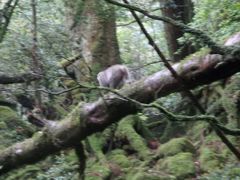 屋久島一人旅　その3（3日目）