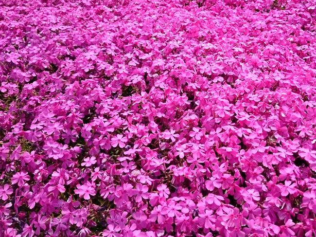 6年ぶりの茶臼山。あの芝桜はどれだけ広がったでしょうか...<br />