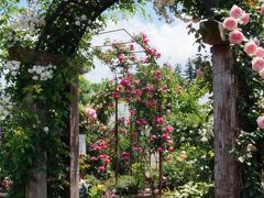 2015 藤沢邸 つくばローズガーデン 満開の花園で至福のひとり時間