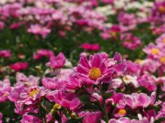 ピンクと白でビッシリ～～！シャクヤクの花園　★色麻町・愛宕山農業公園★