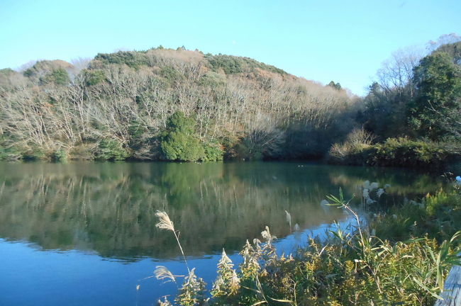 水郷県民の森の大膳池にオシドリが入ったとの情報を戴き、見に行ってきました。<br /><br />表紙写真は、「水郷県民の森」の大膳池の風景です。