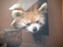 上野公園でバレエ観劇とレッサーパンダ詣（後編）上野動物園のレッサーパンダに会いたい！～キタロウくんとアンちゃん＆意外によく動くハシビロコウ＆オカピの屋外展示に間に合わなくて残念！