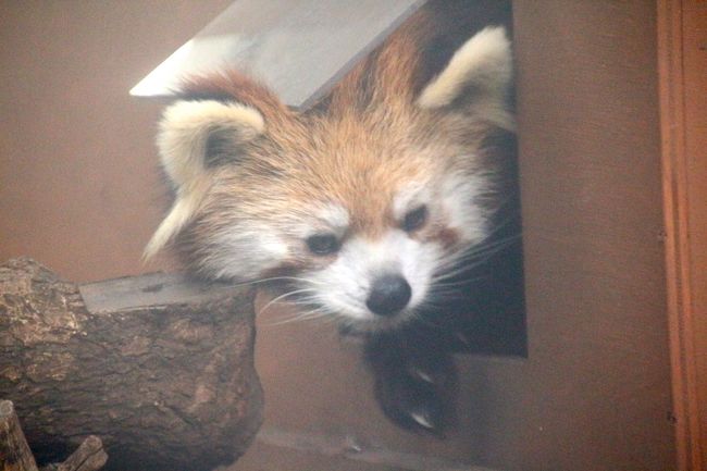 上野動物園で、びっくりしたこと。<br />ジャイアントパンダ展示場が、エグくなっていました！！<br />前は、行列に並ばなくても、少し遠いけど、パンダ・エリアの外からパンダが覗けたのです。<br />それが、延々と我慢して並ばなければ見学できないよう、壁で遮られていました！<br />ジャイアントパンダを近くで見たい人もいれば、人々の後ろからチラッと見られるだけでいい人など、いろんな人がいるはずなのに。<br />でも、東京都心のど真ん中のアクセスのよいところにある公営の動物園だけに、混雑も激しく、また、いろんな人が訪れるだけに、いろんな意見も寄せられせるでしょうから、動物園が最善と思った対策なのでしょう。きっと。<br /><br />追記：動物園の公式サイトのニュースを過去に遡って調べたところ、ジャイアントパンダたちの繁殖のための同居期間は、パンダたちが落ち着いて過ごせるよう開園中でもパンダの公開を完全に中止されたようですが、その対策のためでした。<br /><br />ともあれ、私の第一目的は、あくまでレッサーパンダ。<br />現在の上野動物園のレッサーパンダ舎は、見えづらく、写真がすごく撮りづらいので嫌いなのですが、上野動物園でなけばアンちゃんとキタロウくんには会えないので仕方がないです。<br />でも、今回の短い滞在の間に、どちらも可愛い顔が拝めて、撮りづらいあの展示場でも可愛い写真が撮れたので満足@<br />見学者がみんな、レッサーパンダのことを可愛い、と口をそろえて言うのが、自分の家族が褒められたような気分で嬉しかったです。<br /><br />それから、トリプル・アジアゾウ、いつもカピバラにしか会えなかったところで初めて会えたアメリカバク、初めて見たタテガミオオカミはアスリートみたいにスマートのキツネくん？<br />それから、意外によく動く姿を見せてくれたハシビロコウ。<br /><br />それにしても、上野動物園の奥深さを、今回の短い訪問で知りました。<br />それも、今回はオカピが見たくて、いままでほとんど行ったことのない西園のアフリカの動物のエリアまで行ったからです。<br />ただ、その２番目当てのオカピがもう屋内に入った後で、檻ごしにじっとしている姿しか見られなかったのは残念でした。<br />時間が足らなくて、珍しいコビトカバやコビトマングースを見に行けなかったのも残念でした。<br /><br />もっとも、日本最古の動物園だけに、上野動物園の動物たちの展示場は古めかしくて、昭和レトロっぽさを感じました。<br />動物を見るだけならまだいいですが、写真も撮りたいとなったら、撮りにくくて辛抱が必要でストレスがたまりやすいです（苦笑）。<br />現代的なきれいな展示場は、ジャイアントパンダ舎を含め、どちらかというと表門がある側の東園に多いように思いました。<br /><br />＜上野公園でバレエ観劇＆上野動物園で過ごした午後の旅行記のシリーズ構成＞<br />□（前編）東京文化会館で国立モスクワ音楽劇場バレエ「白鳥の湖」観劇＆新しいスマフォのカメラのエフェクト効果で上野公園を楽しく撮る@<br />■（後編）上野動物園のレッサーパンダに会いたい！～キタロウくんとアンちゃん＆意外によく動くハシビロコウ＆オカピの屋外展示に間に合わなくて残念！<br /><br />＜タイムメモ＞<br />10:10頃　家を出る<br />11:30　上野に到着<br />12:00　バレエ「白鳥の湖」開演予定<br />（実際の開演時間は12:10）<br />15:10　バレエ終演<br />15:20　上野動物園に入園<br />15:25-15:35　アジアゾウ・アメリカバク<br />15:40-16:15　レッサーパンダ<br />16:20-16:25　ケープペンギン・タテガミオオカミ<br />16:30-16:45　ハシビロコウ・キリン・オカピ<br />16:55-17:05　レッサーパンダ<br />17:10頃　動物園を出る<br />（閉園時間は17:00）<br /><br />上野動物園の公式サイト（東京ズーネット）<br />http://www.tokyo-zoo.net/zoo/ueno/<br /><br />※上野動物園を含め、これまでの動物旅行記については目次を作成し、随時更新しています。<br />「動物／動物園と水族館の旅行記～レッサーパンダ大好き～　目次」<br />http://4travel.jp/travelogue/10744070<br />