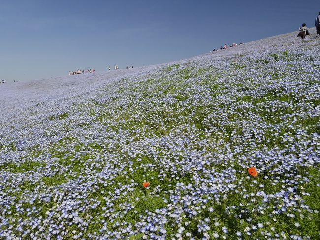 数年前に、トラベラーさんの旅行記で知った、ひたち海浜公園のネモフィラ。これが満開になるのは、ちょうどGW。ツアーバスは渋滞して、到着してからほとんど見る時間がなかったとか、東京駅からの直通バスに乗りきれない人がいたとか、アクセス困難な情報がたくさん。電車で行っても交通費がとっても高い！<br />でも、今シーズンは絶対見たいとリサーチ。<br /><br />JR常磐線で勝田駅まで行って、ひたちなか海浜鉄道湊線に乗り換えるかバスで行けば確かだとわかりました。<br />