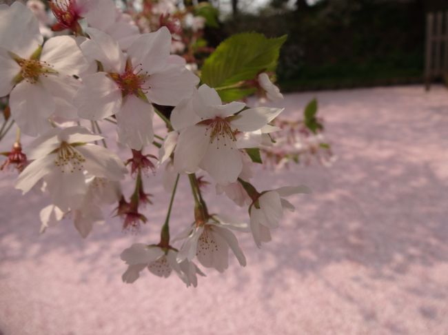 去年ツイッターで流れてきた花の絨毯の画像に感動し、実際にこの目で見たくなったのが動機です。<br />今の場所で弘前城が見られるのも今年まで。<br /><br />いつ行くの？今でしょ！！<br /><br />ってことで、4/27に往復バスで日帰りしてきたのでありました。