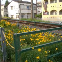 行くぜ鵠沼海岸～～～今年は一コケはいやよん～～～