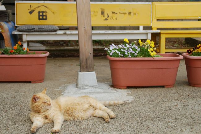☆猫巡礼の旅⑥　ー銚子電鉄 君ケ浜駅 きみちゃん篇 その１ー☆