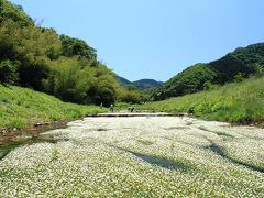 清流に咲く かわいい梅花藻！