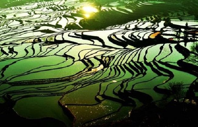 大地の彫刻 奇跡の元陽棚田 雲南省 中国 の旅行記 ブログ By ゆりさん フォートラベル