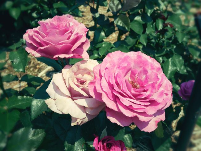 みなさんの旅行記見せてもらい、バラを見に行きたくなりました。<br />お友だち親子を誘って、行ってきました!!<br />兵庫県伊丹市の荒牧バラ公園。<br />見頃は少し過ぎていましたが、バラの香りに包まれて幸せな１日でした。