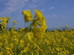 大桐原の菜の花畑