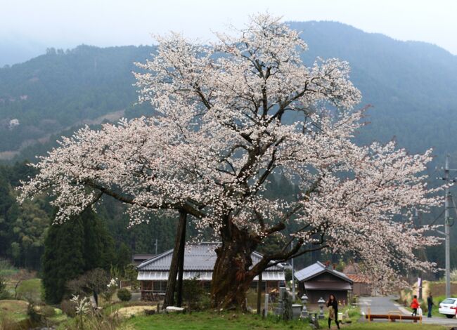 尾所の大桜、満開でした。