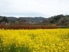 いろんな種類の花が楽しめる福島の『花見山公園』