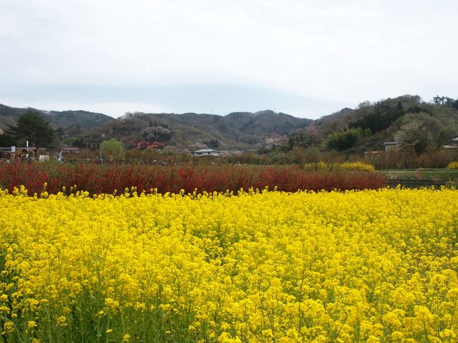 滝桜を見た後、私もお義母さんも花見山公園に行ってみたいという事で<br />福島市に車を走らせました。<br /><br />空は曇り空になってしまいましたが、<br />頂上まで歩いてもそんなに暑くなく、ゆっくり散策出来たので<br />たくさんの種類が咲いてる花見山を楽しむことが出来ました。<br /><br /><br />ココは阿部家私有地の山を昭和３４年花を見る山「花見山公園」として、<br />一般に開放され、丹精込めて花木を管理して、私たちに毎年綺麗な花を楽しませてくれてるようです。