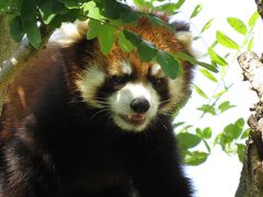 初夏のレッサーパンダ紀行【２】 天王寺動物園＆王子動物園　メル君、ようこそ大阪へ！！ はじめまして、イッちゃん＠天王寺　ミンファちゃん、今年はどう？ ありがとう、アイス君＠王子