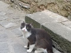 イタリア☆プローチダ島・チヴィタ・オリヴィエート☆リアル猫探しの旅
