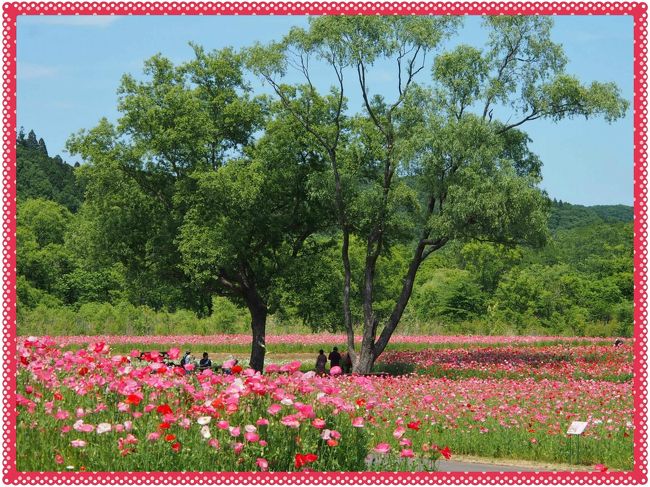 今週半ばくらいに、国営みちのく杜の湖畔公園のポピーが、すでに見頃になった・・・という情報を見て、そろそろ行かなきゃ・・・と思ったら、連れ合いが一緒に見に行きたいというので、週末の今日まで待ってお出かけしてみた。<br /><br />ポピーまつりは、今日３０日から６月２１日までということになっているが、今日の時点でほぼ満開。<br /><br />ちょっと暑かったけど、青空の下、赤やピンクが目にも眩しく咲き誇る一面のシャレーポピー・・・約１５０万本が、風にひらひらと揺らめいて・・・。<br />