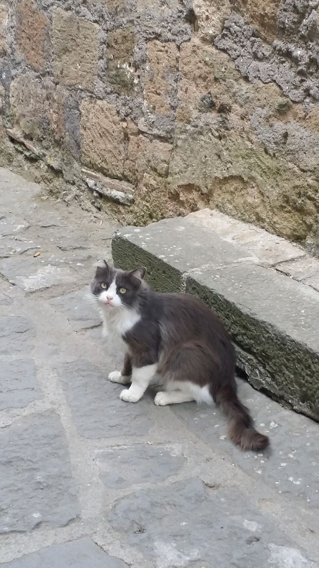 イタリア旅行で出会ったネコさんにスポットをあてた記録です<br />イタリアの田舎は猫も人間ものんびりしていて食べ物も美味しく<br />リピしたい旅行先になりました。