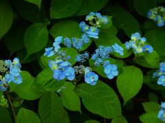 甘茶の庭のお寺を出ると八坂の塔が見えた