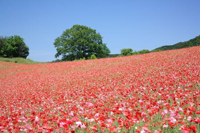 秩父の山の上にある、天空のポピーをハイキングしながら見に行きました。<br />秩父高原牧場では、美味しいソフトクリームを食べ、<br />放牧された可愛いヤギたちを見ることができました。