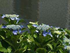 20150530-2 浜離宮 紫陽花に、花菖蒲に