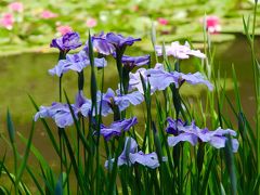 平安神宮 花菖蒲が見頃になった神苑