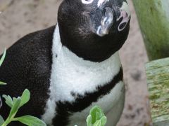 喜望峰のペンギンたち