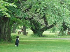 夏木立の涼しさを感じる小石川植物園（東京）