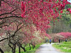 [花旅♪]春の花々を巡る２泊３日の旅（６）～山村の桃源郷〈一里花桃の里〉＠信州武石余里