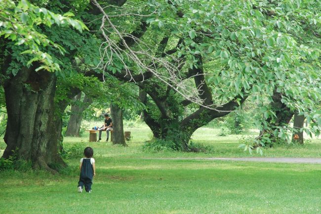 最近、夏日が続いており、樹木の下を歩くと暑さがしのげます。<br /><br />今日は夏木立の涼しさを求めて都心にある小石川植物園を訪れます。<br />