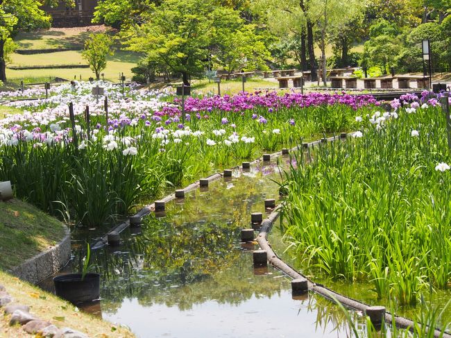 ６月になりました。<br /><br />この時期の花といったら、花菖蒲でしょうか。<br /><br />花菖蒲どこがいいだろうか、といろいろ考えたのですが、手ごろなところで万博記念公園の日本庭園のなかにある花しょうぶ田に行ってみることにしました。<br /><br />万博記念公園のあじさい祭も、６日（土）から始まるようなので、紫陽花の様子も見てみようと思います。<br /><br />【写真は、綺麗に咲いている万博記念公園の花しょうぶ田です。】