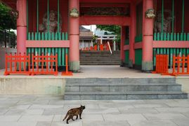 ☆猫巡礼の旅⑥　ー銚子電鉄 君ケ浜駅 きみちゃん篇 その２ー☆