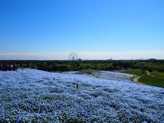 天気に恵まれた「ひたち海浜公園」のネモフィラ