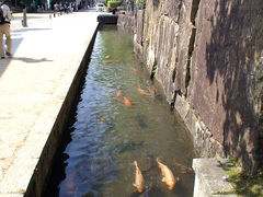 街並散策と瀬戸川の鯉　in 飛騨古川