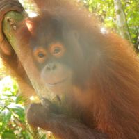 ボルネオ島(マレーシア)サバ州の自然に触れる旅　⑦セピロック（オランウータンに会いに）へ　５月１日(金）