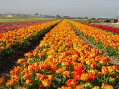 オランダ・ドイツ　ドライブ旅行6　オランダ　花畑