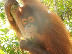 ボルネオ島(マレーシア)サバ州の自然に触れる旅　⑦セピロック（オランウータンに会いに）へ　５月１日(金）