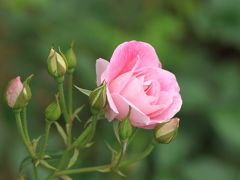霊山寺のバラ庭園