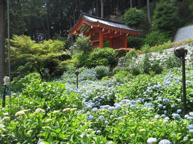 三室戸寺の紫陽花を観に行こう！<br />ついでに前回見逃した<br />平等院 鳳凰堂も拝観しよう！<br />黄檗（おうばく）駅に<br />萬福寺と結構大きそうなお寺があるな…<br />なら、そこにも行ってみよう！<br /><br />と、京阪の宇治線各駅停車の旅に<br />行って来ました。<br />