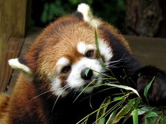 北米Ｒｅｄｐａｎｄａ紀行　Ｒｏｇｅｒ Ｗｉｌｌｉａｍｓ Ｐａｒｋ Ｚｏｏ　君は虎虎君とララちゃんの娘さん？ プロビデンスでＳｈａ-ＬｅｉちゃんとＲｕｓｔｙ君に会いました