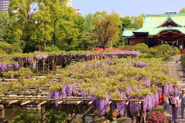 亀戸天神社 藤まつり 亀戸七福神巡り 亀戸 東京 の旅行記 ブログ By 温泉大好きさん フォートラベル