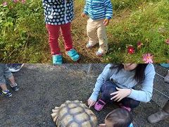 掛川シオーネのコスモス畑＠法多山のイベントで息子が動物に触れる。