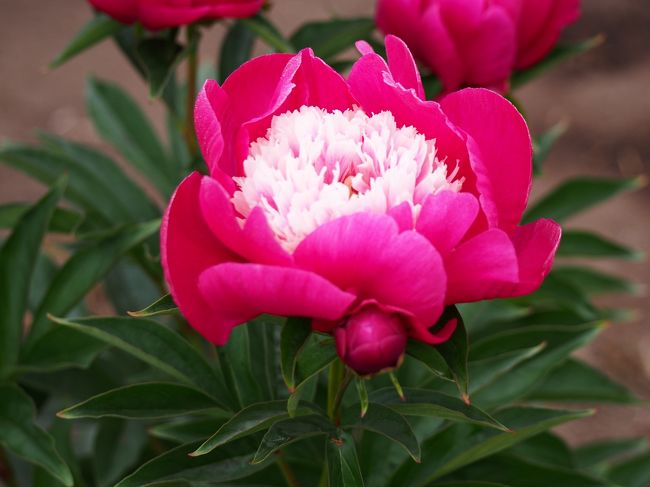 6月は薔薇もきれいだけど、シャクヤクも麗しい。<br />思い立ったら吉日。今日は山形県南陽市の諏訪神社でシャクヤク鑑賞です。<br />一部終わってしまった花もありますが、今が盛りだと思います。<br />石楠花の管理のために500円納めて鑑賞します。