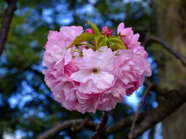 東京の桜　2015　新宿御苑の春　4月　<br /><br />染井吉野が終わってから色々な貴重な種類の桜が見れました。 <br />